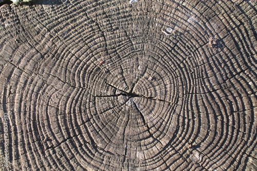 Zoom of age ring in a cut tree trunk. Angle of vision from above, photo taken in winter with daylight