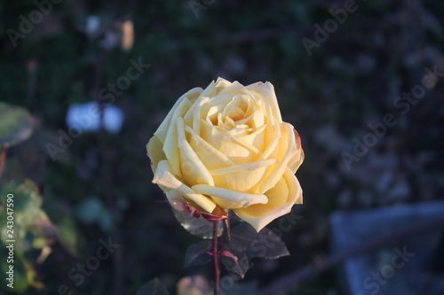 A yellow rose with background vegetation. photo taken with daylight