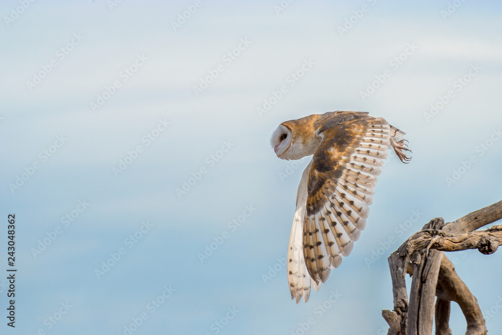 Barn Owl taking off from a Cluster of Tree Branches Stock Photo | Adobe ...