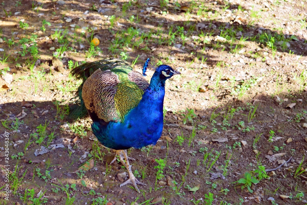 esemplare di maschio di pavone comune noto anche come pavone indiano, originario delle foreste dell'India esemplare di maschio di pavone comune noto anche come pavone indiano, originario delle foreste dell'India