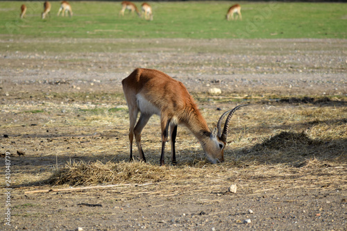 Antilope : cobe defassa mâle photo