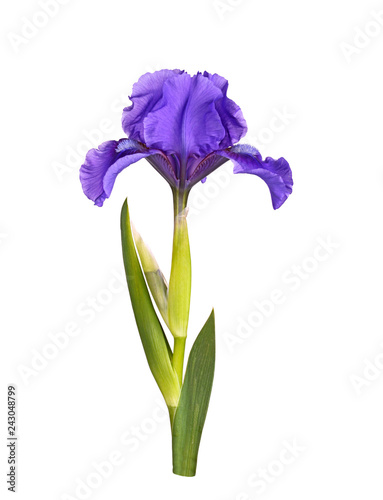 Fototapeta Naklejka Na Ścianę i Meble -  Dark purple flower of a dwarf bearded iris isolated