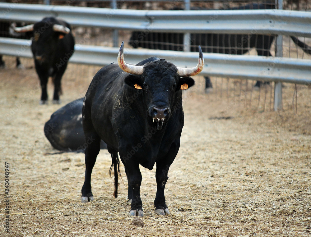 toro en españa con grandes cuernos toro en españa con grandes cuernos