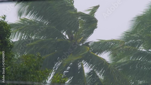 Hurricane Winds and Rain Coconut Tree Close Up, 4K