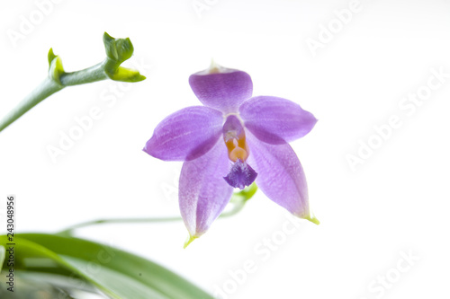 Beautiful rare orchid in pot on white background