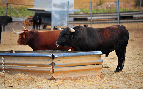 bull in spain
