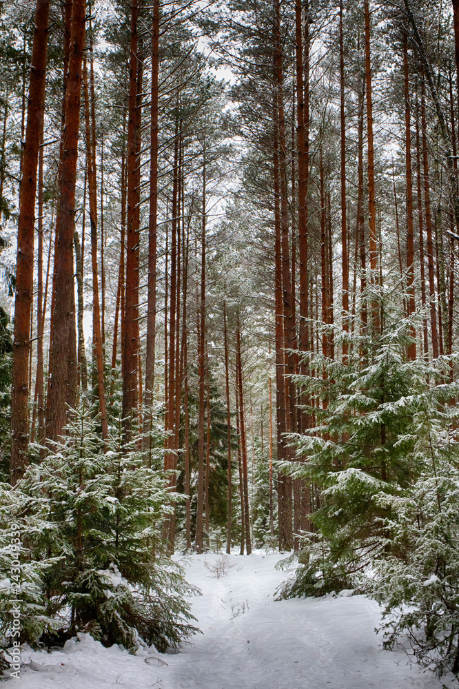 Forest trail in the winter forest. Winter. Pine forest, ecologically clean place for walking. Forest trail in the winter forest. Winter. Pine forest, ecologically clean place for walking.