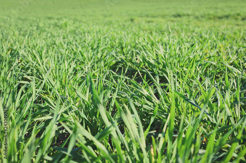 Close up of green grass wheat field in spring. 