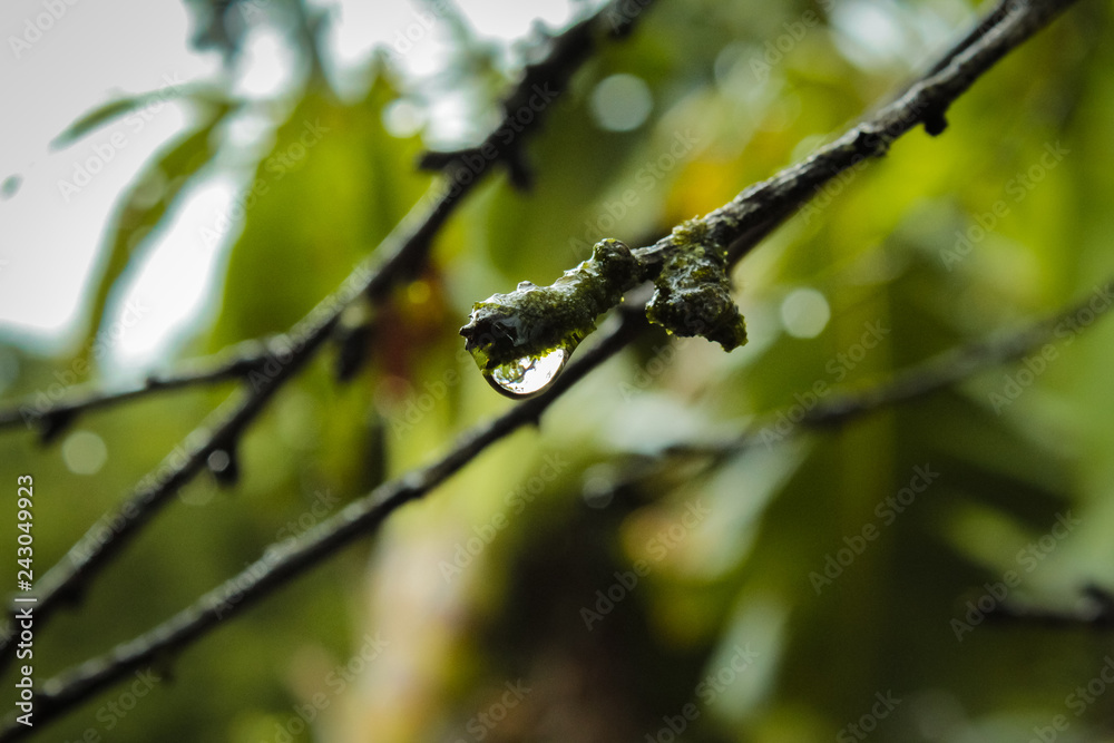 Gota Gota
