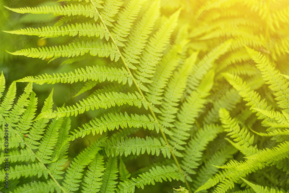 Green spring summer leaves in sunlight, abstract nature background. Fern leaf texture in sunlight 