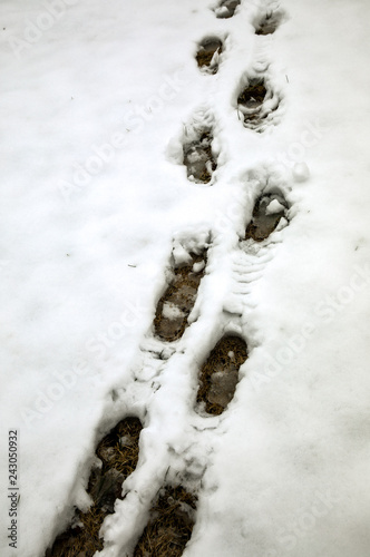 snow prints
