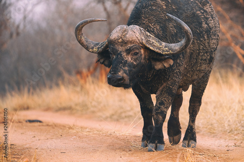 Big buffalo with big horns advancing.