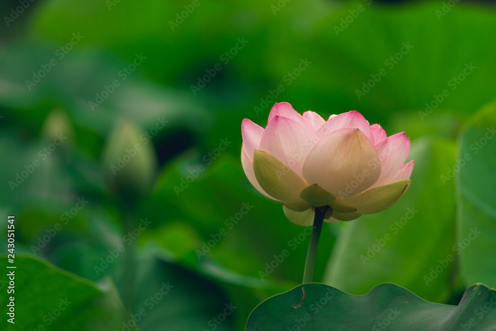 blooming sacred lotus flower. space for copy. - obrazy, fototapety, plakaty 
