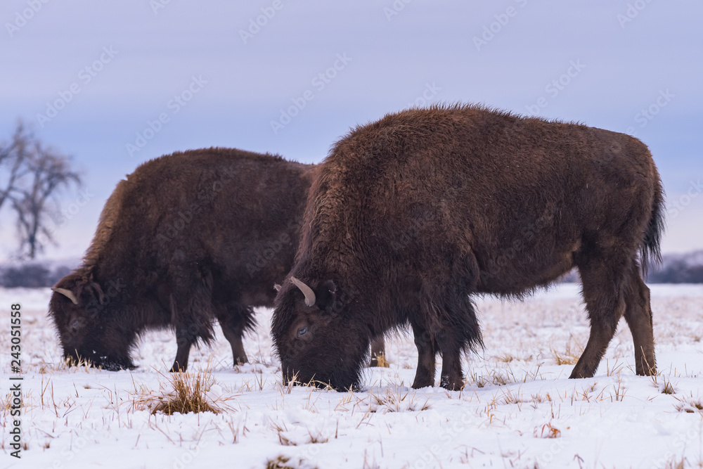 Buffalo in Snow. American Bison on the High Plains of Colorado Buffalo in Snow. American Bison on the High Plains of Colorado