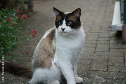 Portrait einer wunderschönen Katze