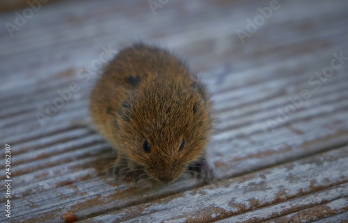 Portrait einer Maus auf einem Holzboden