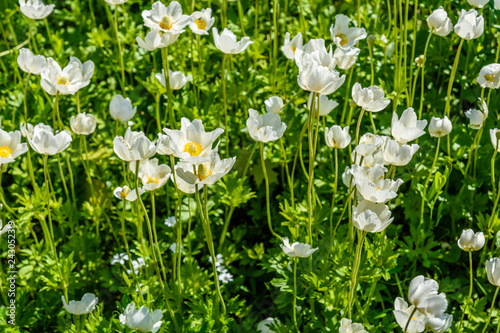 White anemone flowers in a garden on spring