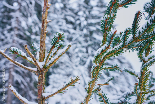 Nadelbaum close-up vor einer Winterlandschaft