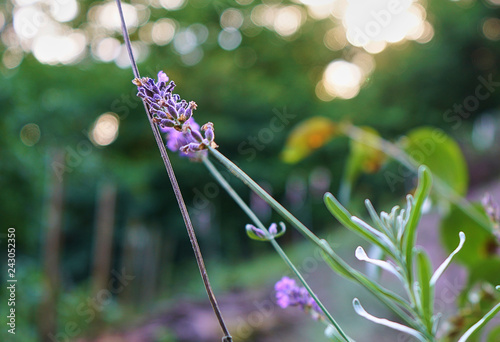 einzelner Lavendel in Garten