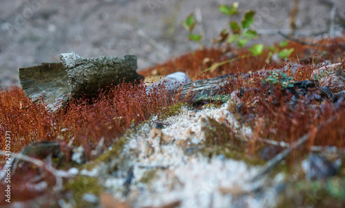 Moos: Miniaturlandschaft