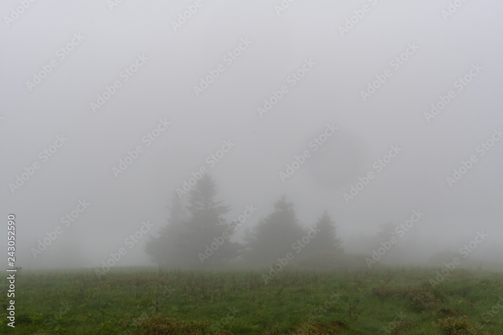 Pine Trees Lurk in the Fog