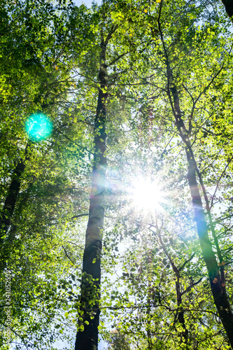 Sun burstys through creating lens flare between tall birch trees