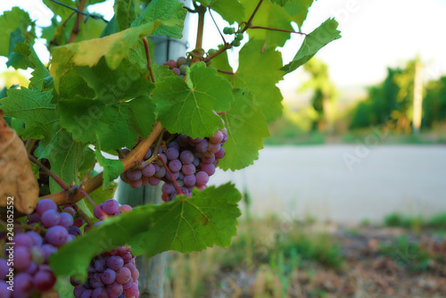 saftige Weintrauben kurz vor der Lese an einem Weinberg