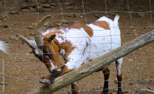 sich auf einem Zaun putzende Ziege 