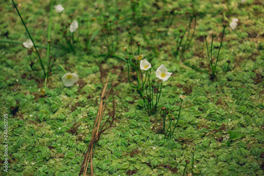 tiny white flowers on a texture background of tiny leaves tiny white flowers on a texture background of tiny leaves