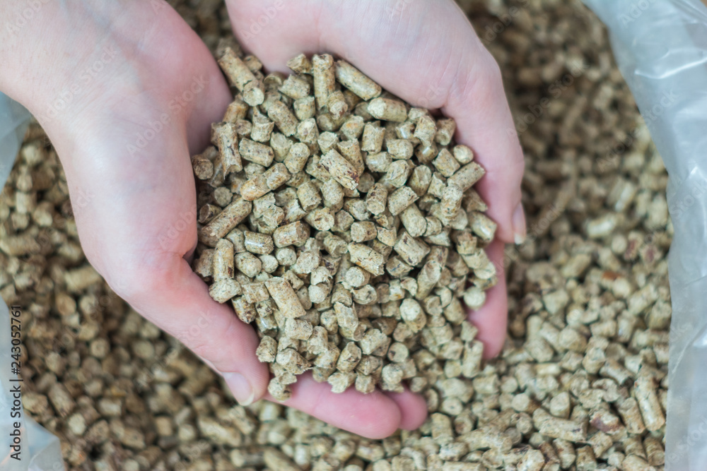 Natural wood pellet for heating in women`s hands, bio fuel