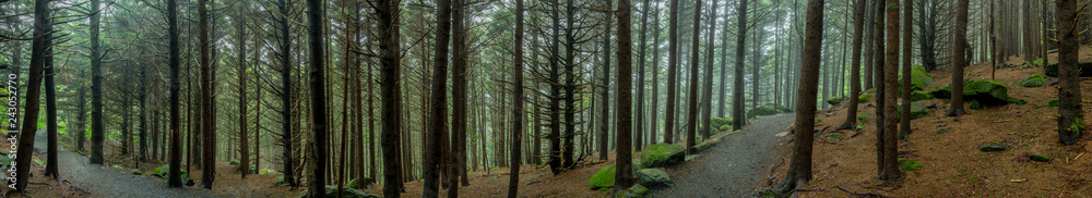 Panorama of Eerie Forest Trail