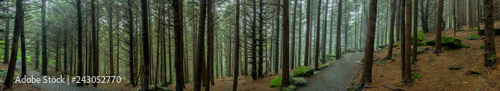Fototapeta Naklejka Na Ścianę i Meble -  Panorama of Eerie Forest Trail