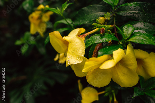 yellow flowers in garden © DanielViero