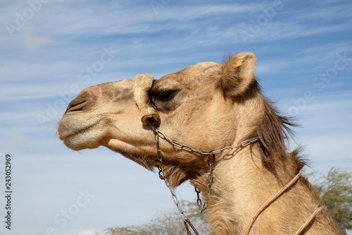 Head of a camel in profile against a blue sky