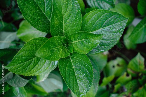 fresh mint leaves in the garden