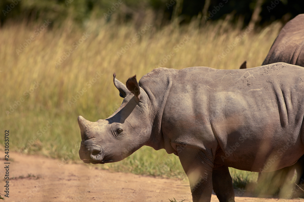 Obraz premium Ziwa Rhino Sanctuary