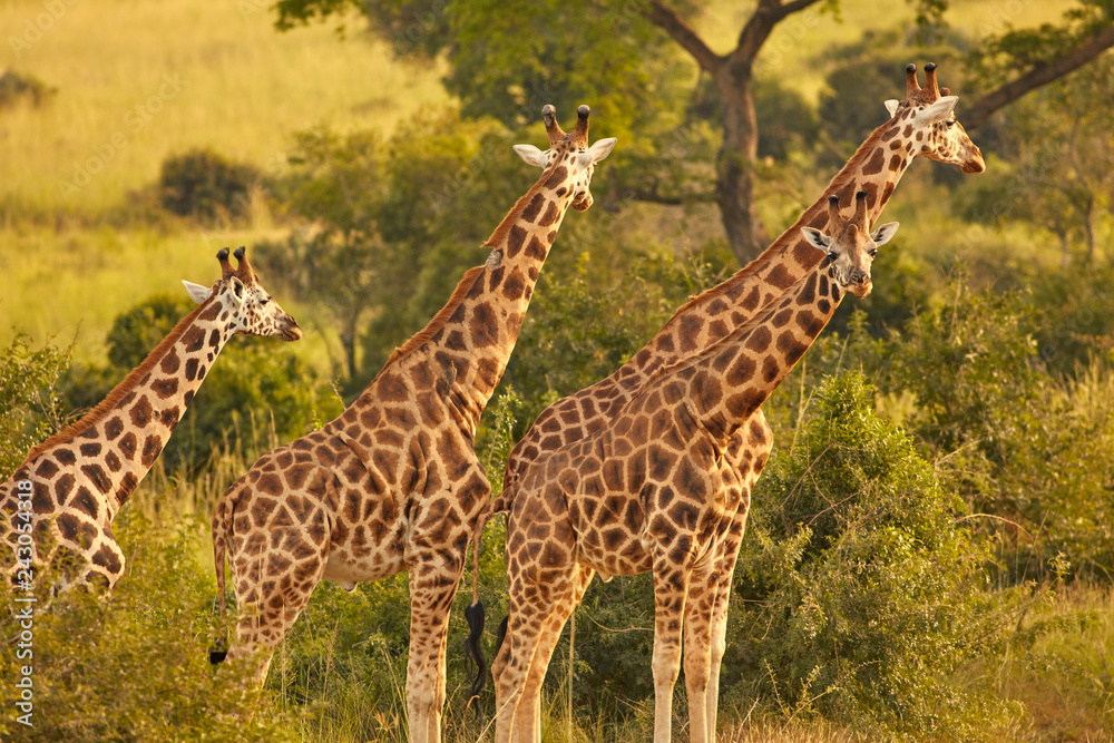Obraz premium Wildlife of Murchison Falls