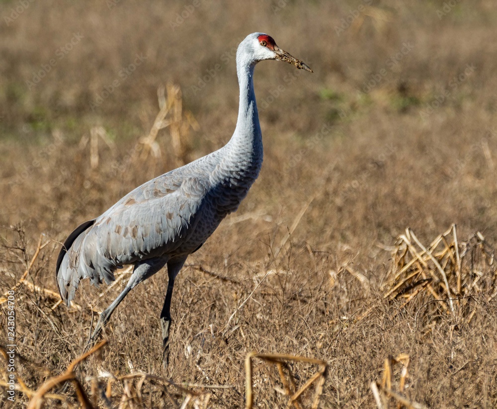 Naklejka premium sandhill crane