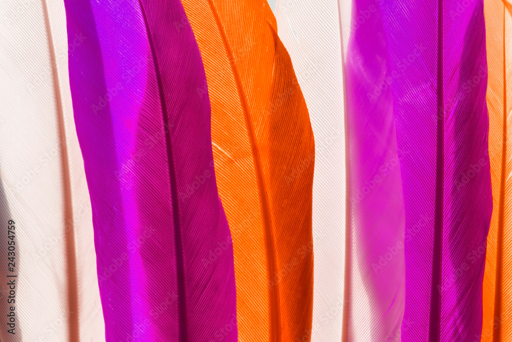 Colorful feathers Colorful feathers