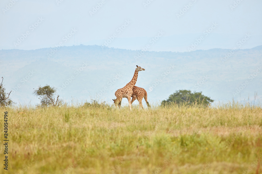 Naklejka premium Murchison Falls Wildlife