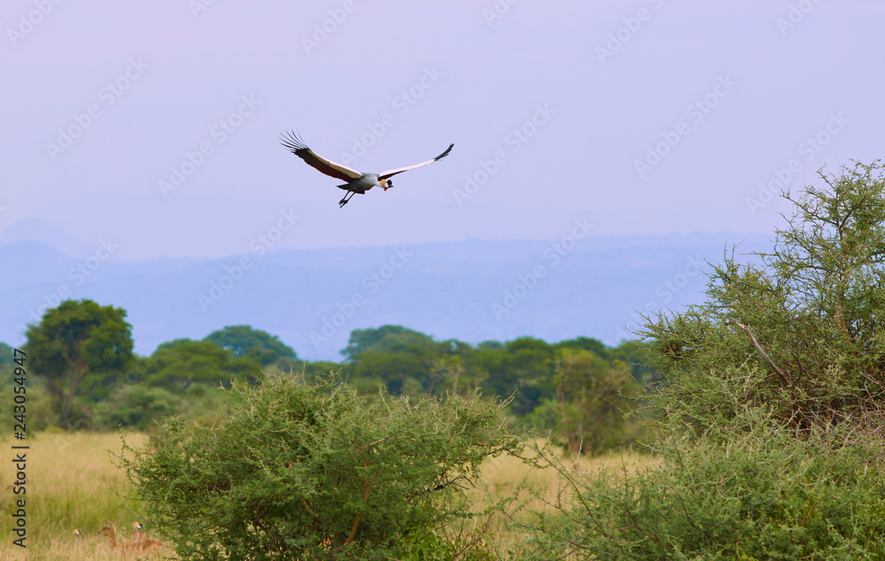 Murchison Falls Wildlife Murchison Falls Wildlife