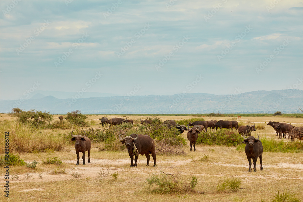 Murchison Falls Wildlife