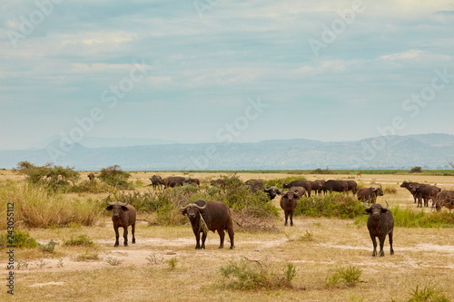 Murchison Falls Wildlife © batman6794