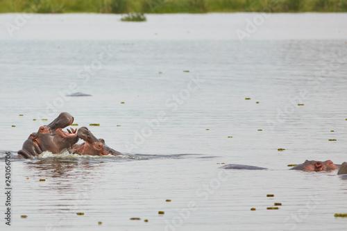 Murchison Falls Wildlife