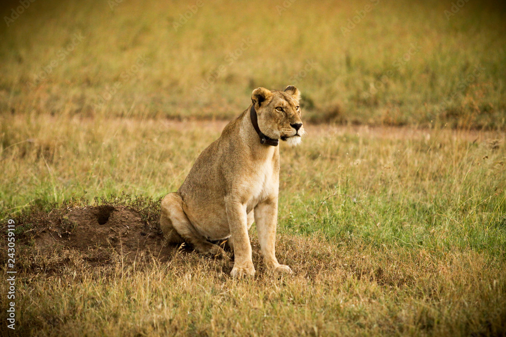 lionne lionne