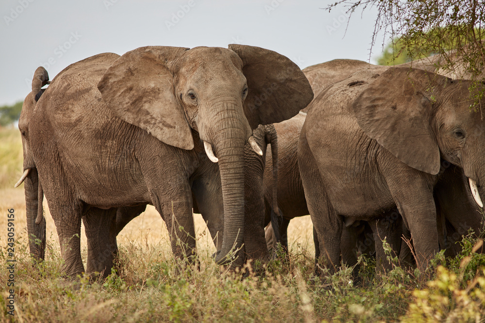 Fototapeta premium Murchison Falls Wildlife
