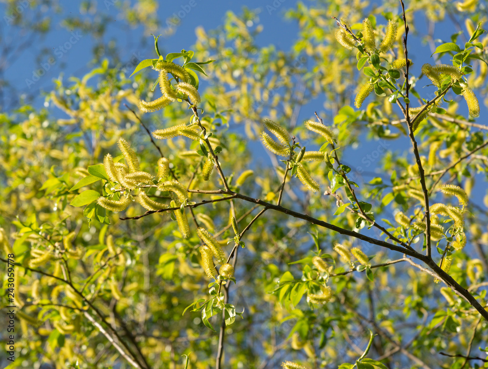 Branches of willow in blooming yellow buds. Spring Branches of willow in blooming yellow buds. Spring