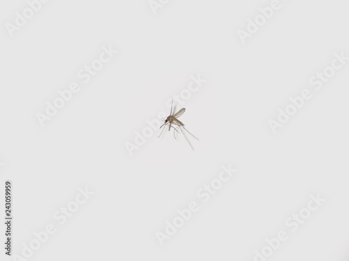 Dead mosquito insect on white background