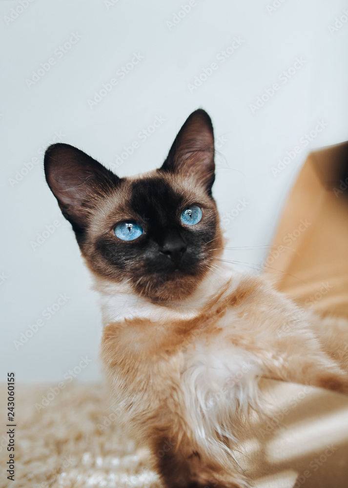 A beautiful Siamese cat with blue eyes. A mysterious look. Funny big ears.