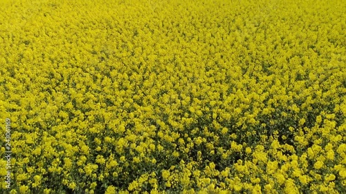 Aerial view of blooming Rapeseed Fields at a sunny Day